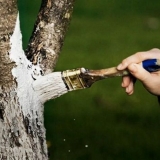 Zašto krečiti drveće i ima li to smisla